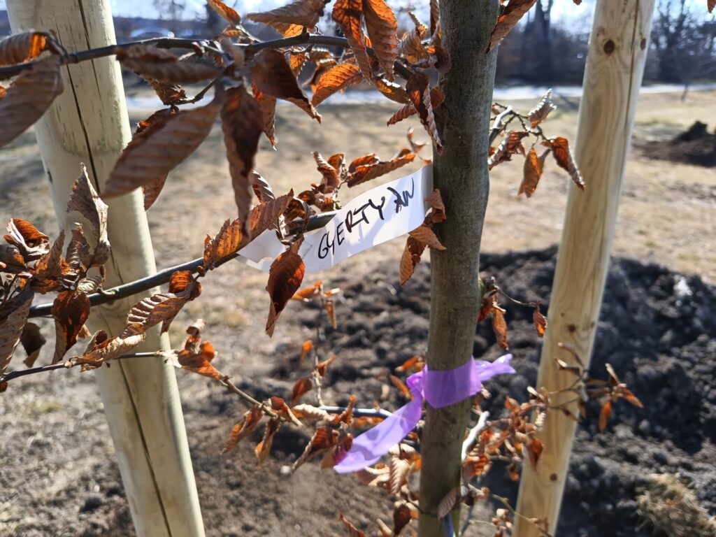 IMG_20250301_102507954-1024x768 tavaszi faültetés