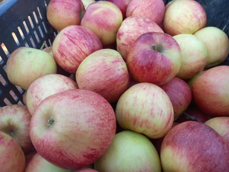 552687009_1786964511935067_1064768597154844897_n-768x576 552687009 1786964511935067 1064768597154844897 n 768x576